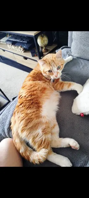 chat lost   77250 Moret-Loing-et-Orvanne Lilou "Lilouch"